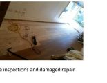 Termite inspections and damage repair